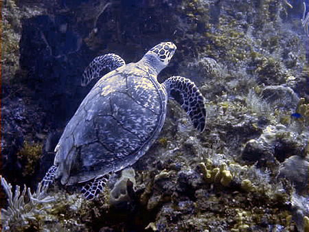 Dive turtle